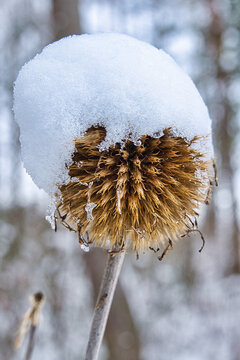 Schneeblume