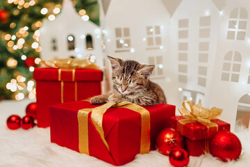 The cat receives a gift for the Christmas holidays in a festive red box