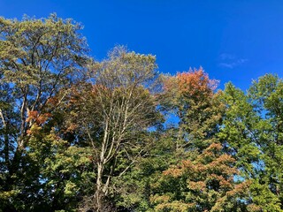 trees in autumn at the park