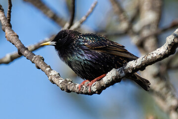 European Starling perched on branch in the morning light in Richmond Hill, Ontario. Beautiful iridescent colours exposed as light hits the plumage.
