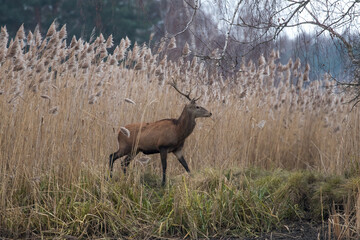 Beautiful male red deer with nice antlers, Cervus elaphus, runs on the water in a fish pond in a...