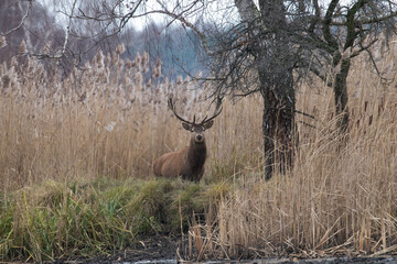 Beautiful male red deer with nice antlers, Cervus elaphus, runs on the water in a fish pond in a...