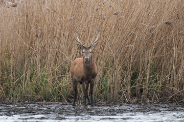 Beautiful male red deer with nice antlers, Cervus elaphus, runs on the water in a fish pond in a nature reserve, a large animal, a nature reserve, a beautiful bull and its antlers