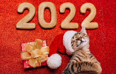 a kitten among the gigerbread numbers of the new year 2022 with a gift box on the red background
