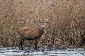 Beautiful male red deer with nice antlers, Cervus elaphus, runs on the water in a fish pond in a nature reserve, a large animal, a nature reserve, a beautiful bull and its antlers