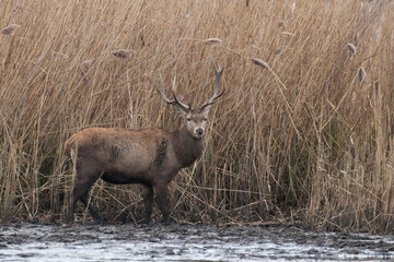 Beautiful male red deer with nice antlers, Cervus elaphus, runs on the water in a fish pond in a...