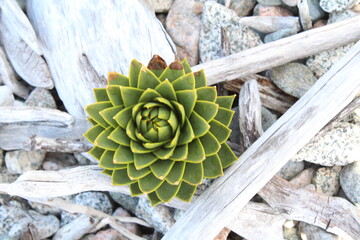 Mandala natural