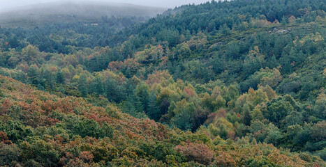 Autumn landscape in a pine and oak forest on a foggy day.