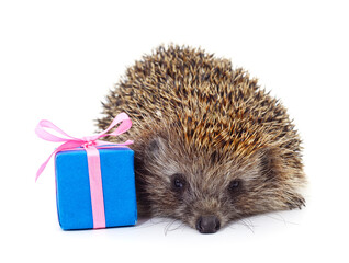 One brown hedgehog with a gift.