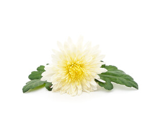 Fototapeta na wymiar White beautiful chrysonthemum.
