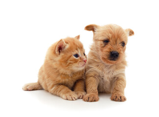 Little cat and puppy.