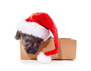 One dog in a Christmas hat in box.