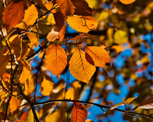 Fototapeta na wymiar Herbst Blätter Herbstlaub