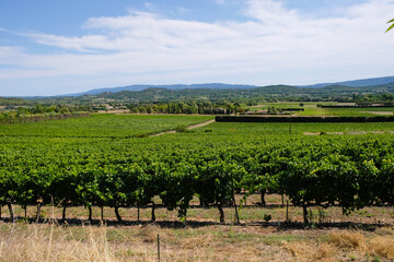 Fototapeta na wymiar Provence panorama with vineyards. The wine region of France. 