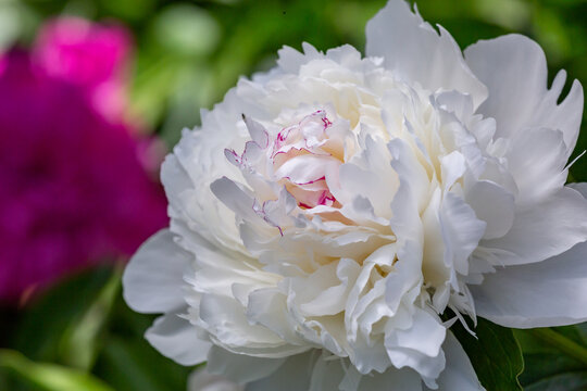 Blossom white peony flower on a summer sunny day macro photography. Garden fluffy peony with white petals in the summer close-up photo. Big paeony flower on a green background nature wallpaper.
