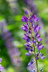 Blossom purple Lupinus flowers on a green background on a sunny day macro photography. Lupine wildflower with lilac petals close-up photo in summertime. Bluebonnet floral background.