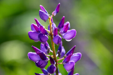 Blossom purple Lupinus flowers on a green background on a sunny day macro photography. Lupine wildflower with lilac petals close-up photo in summertime. Bluebonnet floral background.