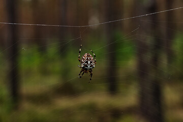 Spinne