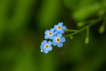 Blue little forget me not flowers on a green background on a sunny day in springtime macro...
