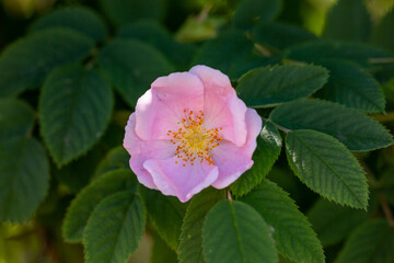 Blossom pink rose flower macro photography on a sunny summer day. Garden rose with pink petals close-up photo in the summertime. Tender rosa floral background.