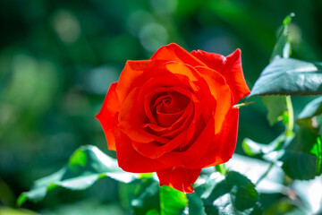Blossom red rose flower macro photography on a green background on a sunny summer day. Garden rose with orange petals close-up photo in the summertime. Orange rosa floral background.