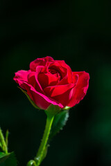 Blossom red rose flower macro photography on a sunny summer day. Garden rose with scarlet petals close-up photo in the summertime. Scarlet rosa floral background.