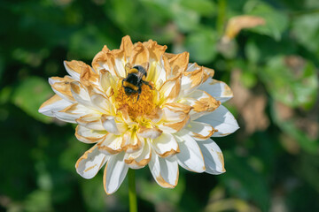 Bumblebe collects pollen on a faded dahlia blossom in fall. Concept limited food sources for...