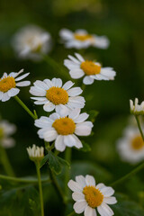 Blooming chamomile flower on a summer sunny day macro photo. Wildflowers with white petals in the meadow close-up photo. Blossom daisies in springtime floral background.