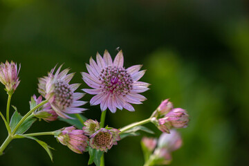 Blossom lilac astrantia flower on a green background close-up photo in summertime. Garden flower with pink petals macro photography in a sunny summer day. 