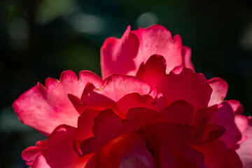 Blossom pink rose flower macro photography on a sunny summer day. Garden rose with pink petals close-up photo in the summertime. Scarlet rosa floral background.