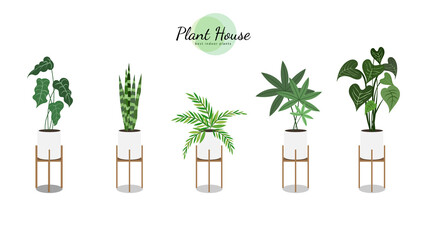 Plant House purify the air in the house on white pots in the house., isolated on white  background,  Vector Illustration EPS 10