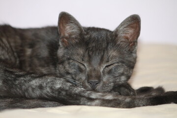 portrait of a cat sleeping