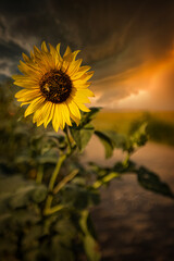 Stormy Sky Sunflower