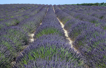 Fototapeta premium Lavendel in der Provence