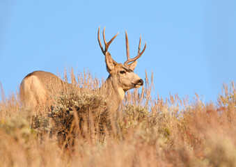 Mule Deer Buck in Golden Hour