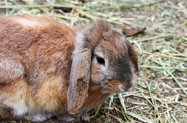 rabbit in the garden
