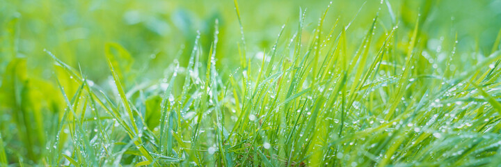 fresh green grass with morning dew, close up