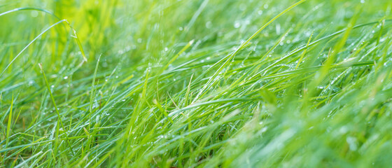 fresh green grass with morning dew, close up