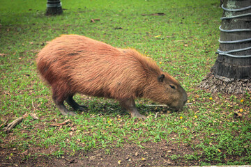 Capivara
