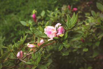 Flower (Flor)