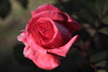 Pink rose on a green background..