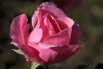 Pink rose on a green background..