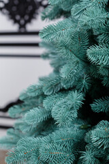 Close-up Christmas tree without toys. Good New Year spirit. Green branches of christmas tree