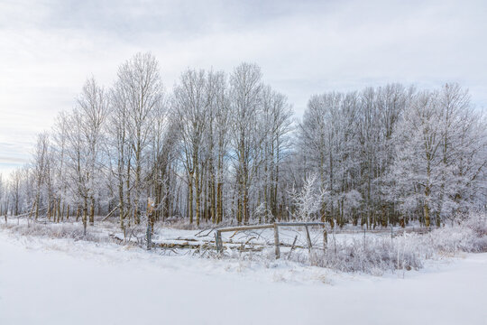 rural winter scene of hoarfrost and birch trees with white negative space surrounding the scene