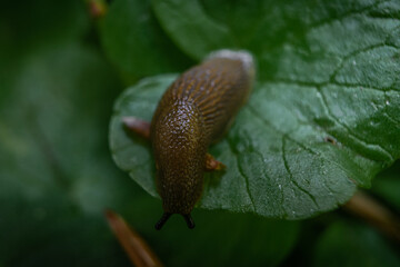 Nacktschnecke