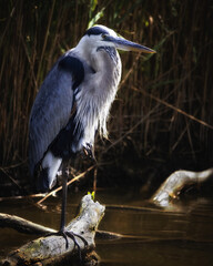 Heron in Crane Position