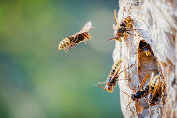 Hornets prepare for the cold