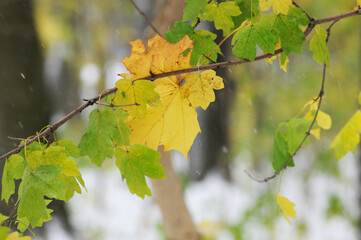 Close-up of grapevine leaves with snow