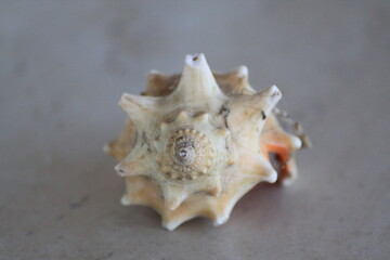 sea shell 