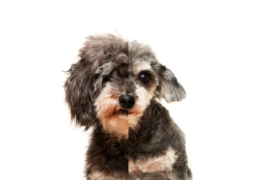 The comparative halved portrait picture of the cute curly dog. Half cut and half hairy. It is a cross breed of poodle and shi tzu.  Isolated in a white background. 
